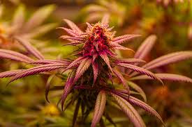 Your Guide to Marijuana Seeds New Hampshire