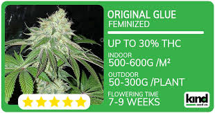 Your Guide to Marijuana Seeds New Hampshire